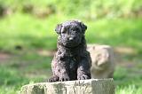 BOUVIER DES FLANDRES 444